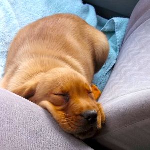 Meet your Posher, Emmy!